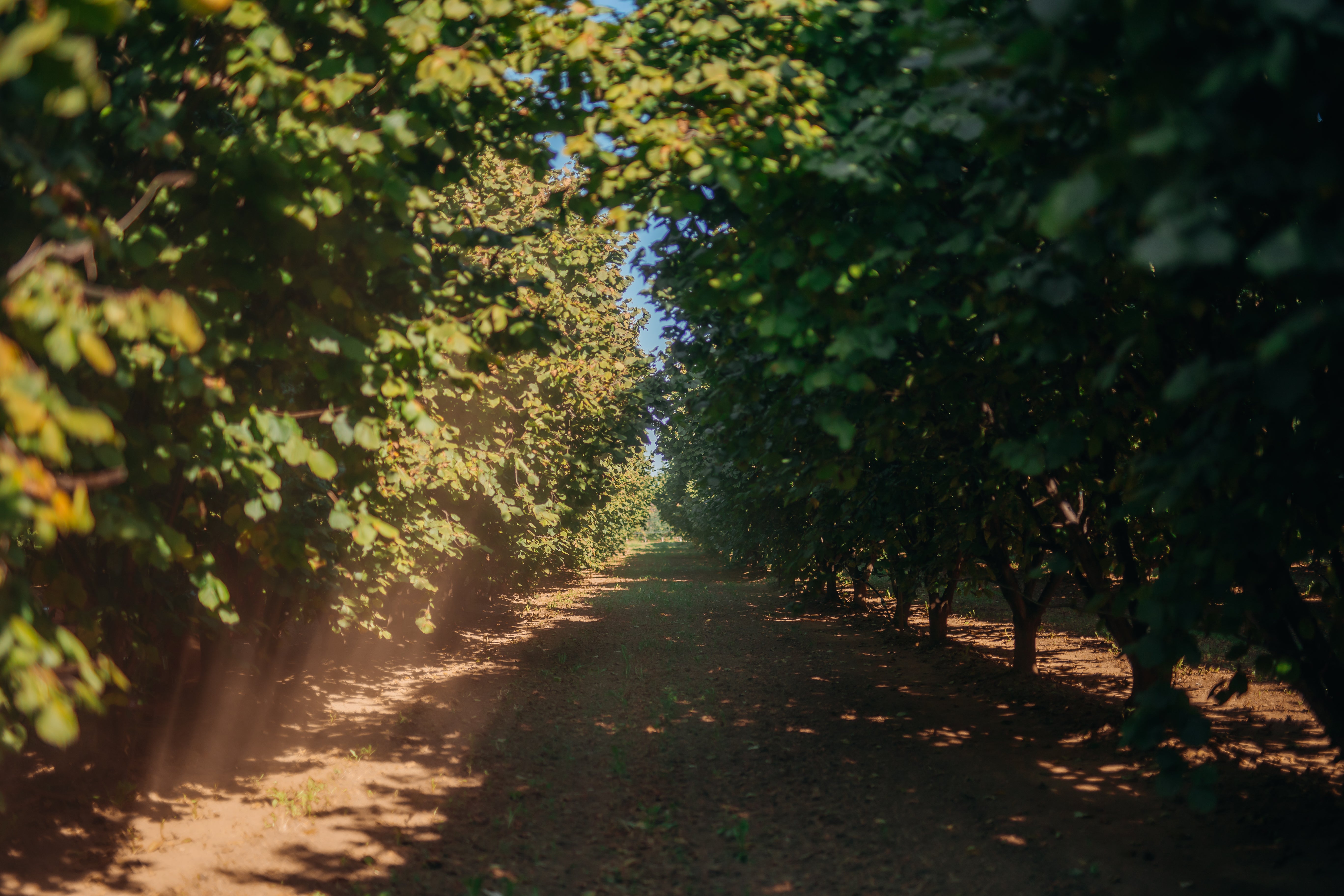 Frollini alla Nocciola Piemonte IGP: Gusto Autentico, Dolcezza Consapevole - Azienda agricola Cascina Cà Granda