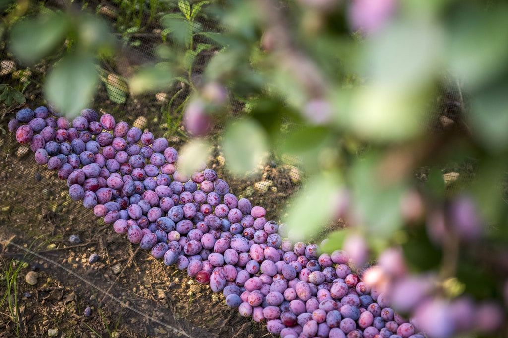 Composta di Susine Ramassin - Senza Zuccheri aggiunti - Azienda agricola Cascina Cà Granda